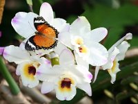 Red Lacewing Butterfly